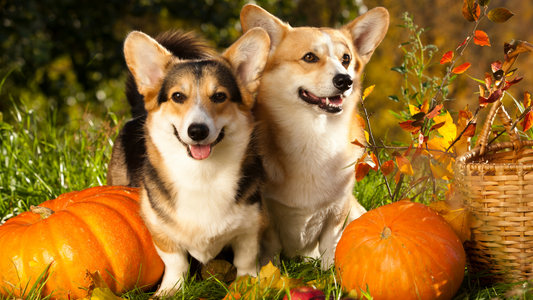 What You Need to Know Before Pumpkin Picking with Your Dog: 10 Helpful Tips 🎃🐶