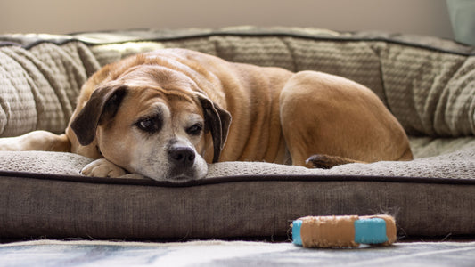 senior dog care, senior bull dog sitting on sofa thinking, senior dog harness