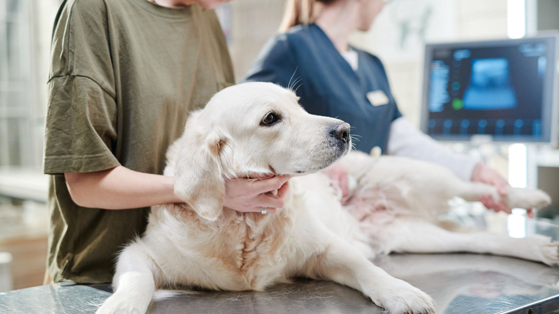 Canine Respiratory Disease symptoms in dogs, english cream retriever at the vet for check up, how to prevent Canine Respiratory Disease