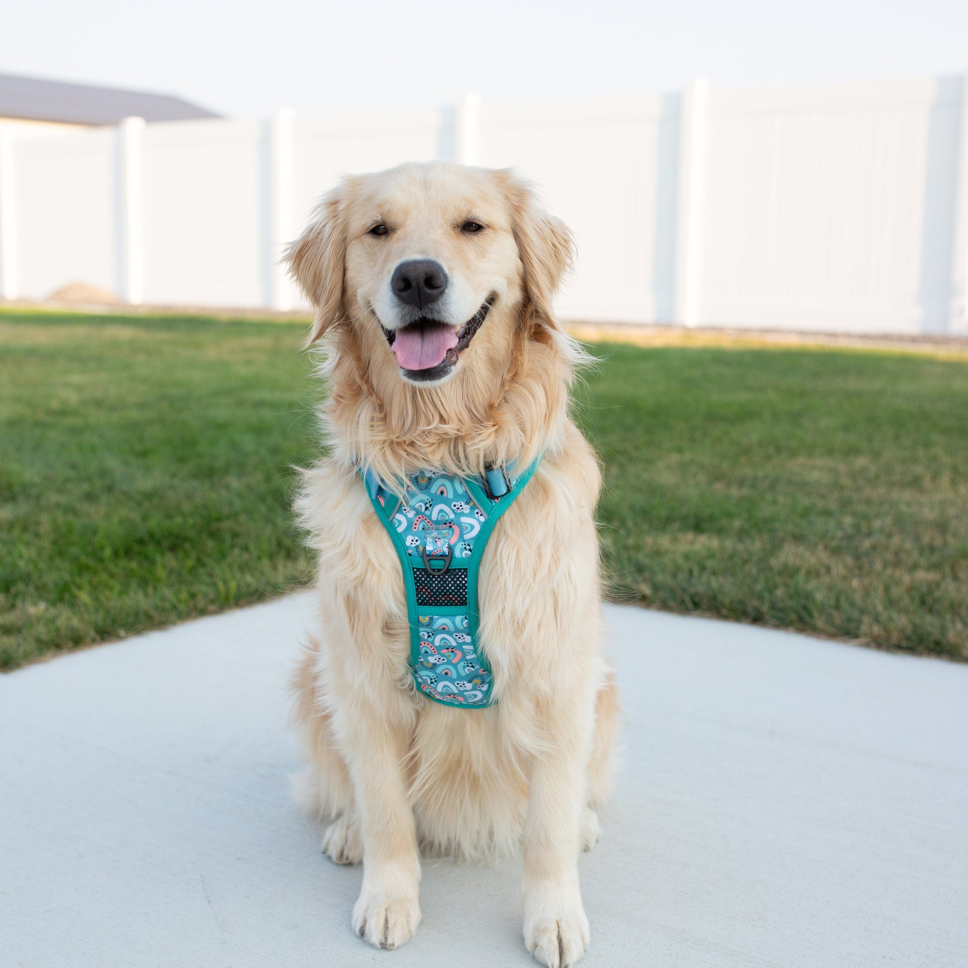 Dog wearing a blue harness sitting on a concrete surface with grass in the background