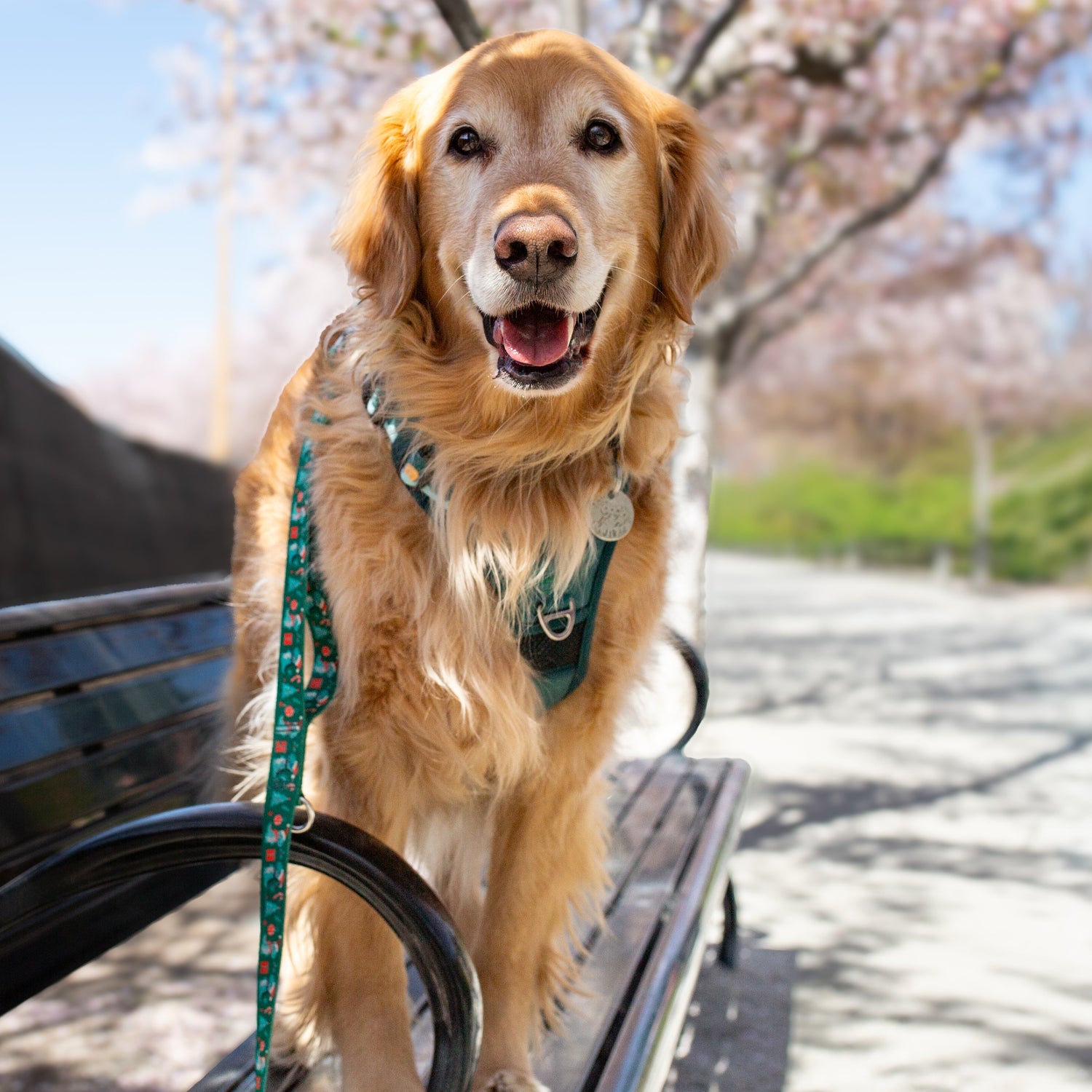 Golden Retriever wearing adjustable dog harness for large dogs on mountain trail with cherry blossom in utah state capital.