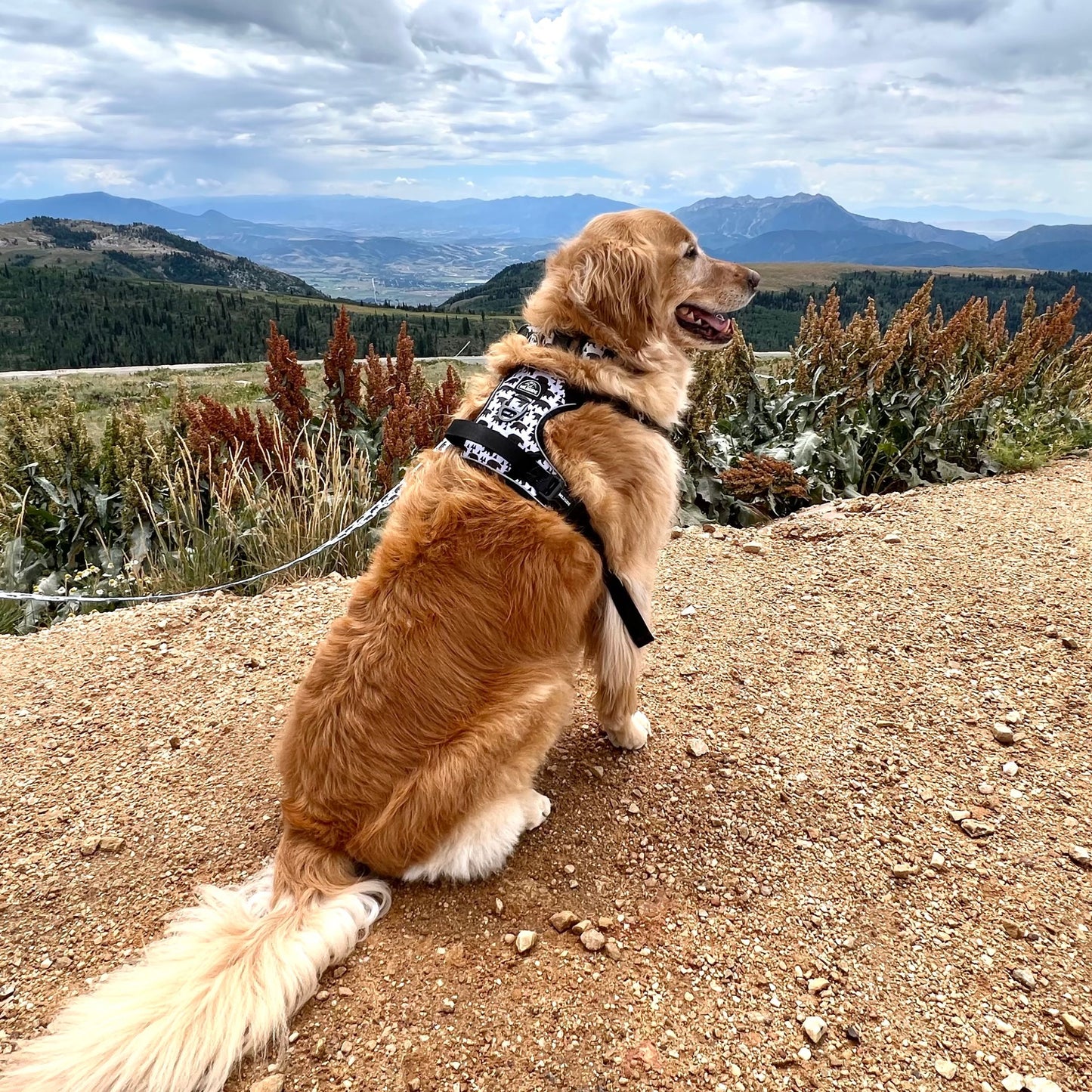 gold dog sitting looking at mountains located at powder mountain utah in black and gray dog harness with handle