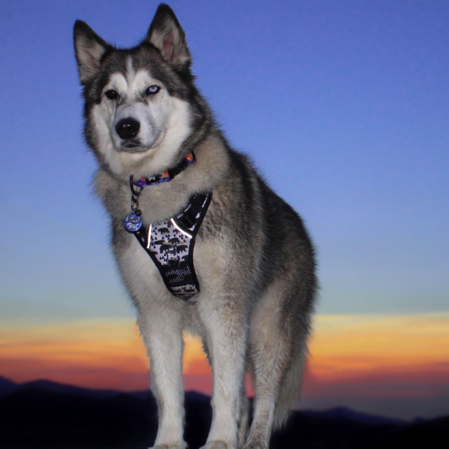 Husky Dog standing with sunset and mountains behind in black and gray reflective dog harness