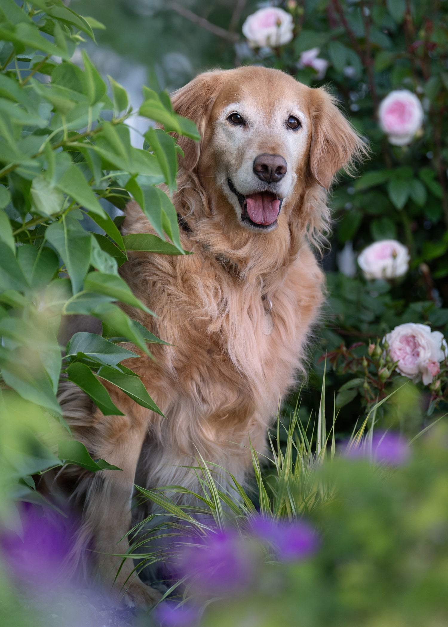 Golden retriever standing among green foliage and pink flowers, david austin roses in pink, pink david austin roses, golden retriever next to roses, end of life photos