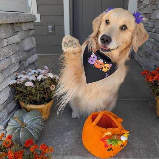Dog with a Halloween-themed bandana and pumpkin basket standing on a porch with flowers and a stone wall.