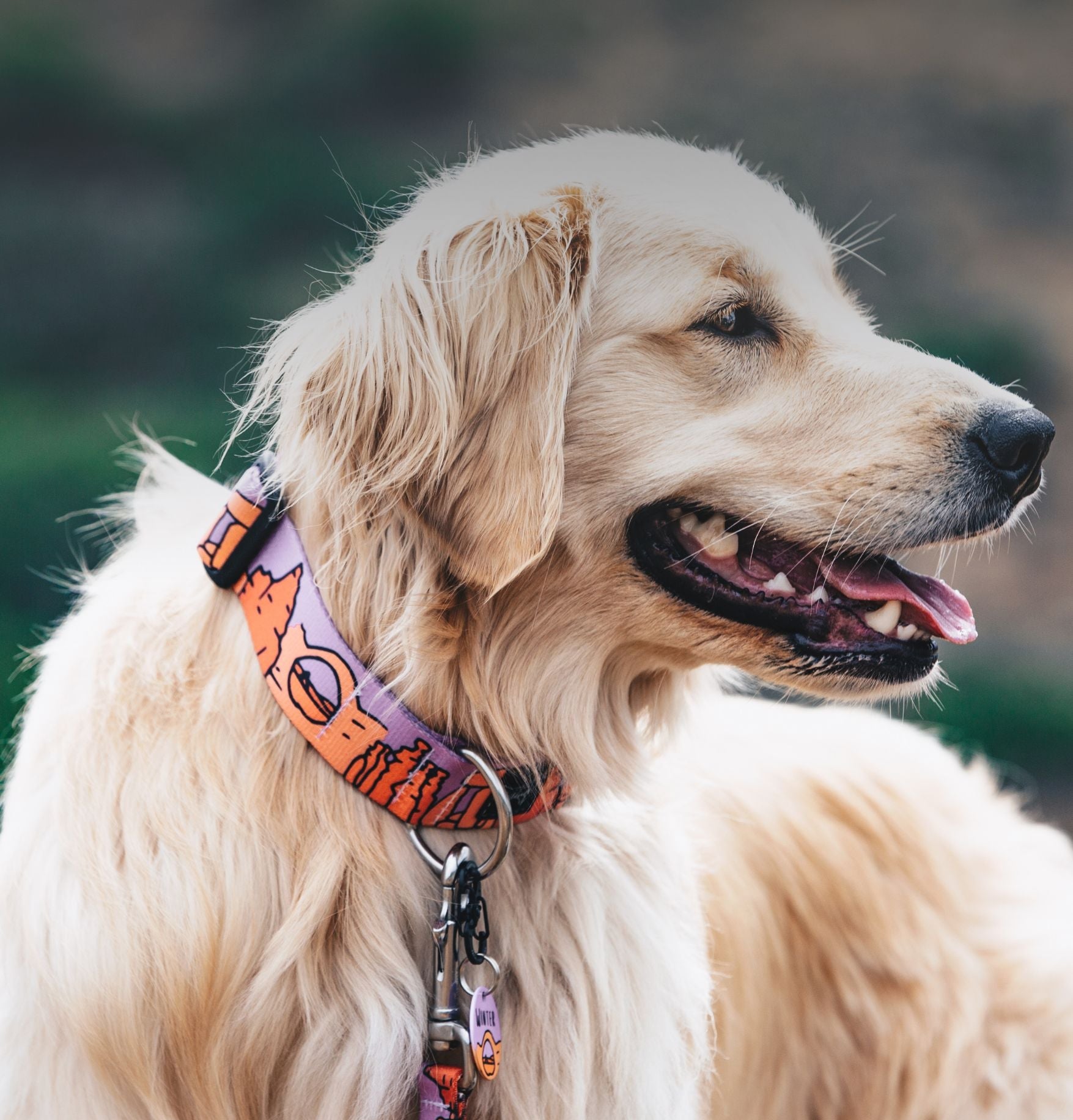Dog wearing a colorful collar with a blurred natural background