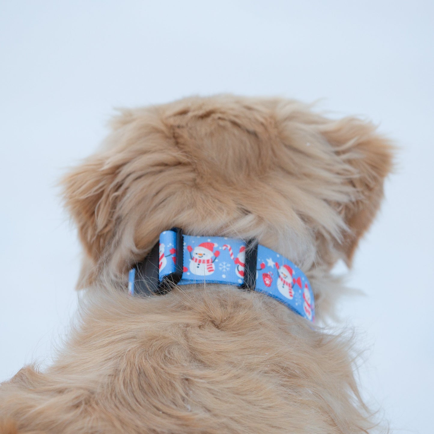 Cutesy Dog Collar and leash set