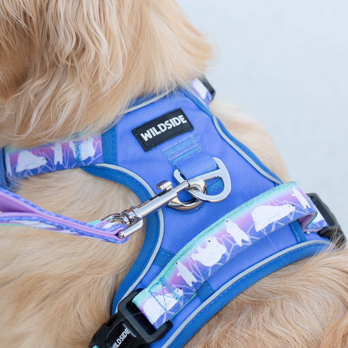 Dog Harness Collar & Leash Set – Aurora Polar Bear