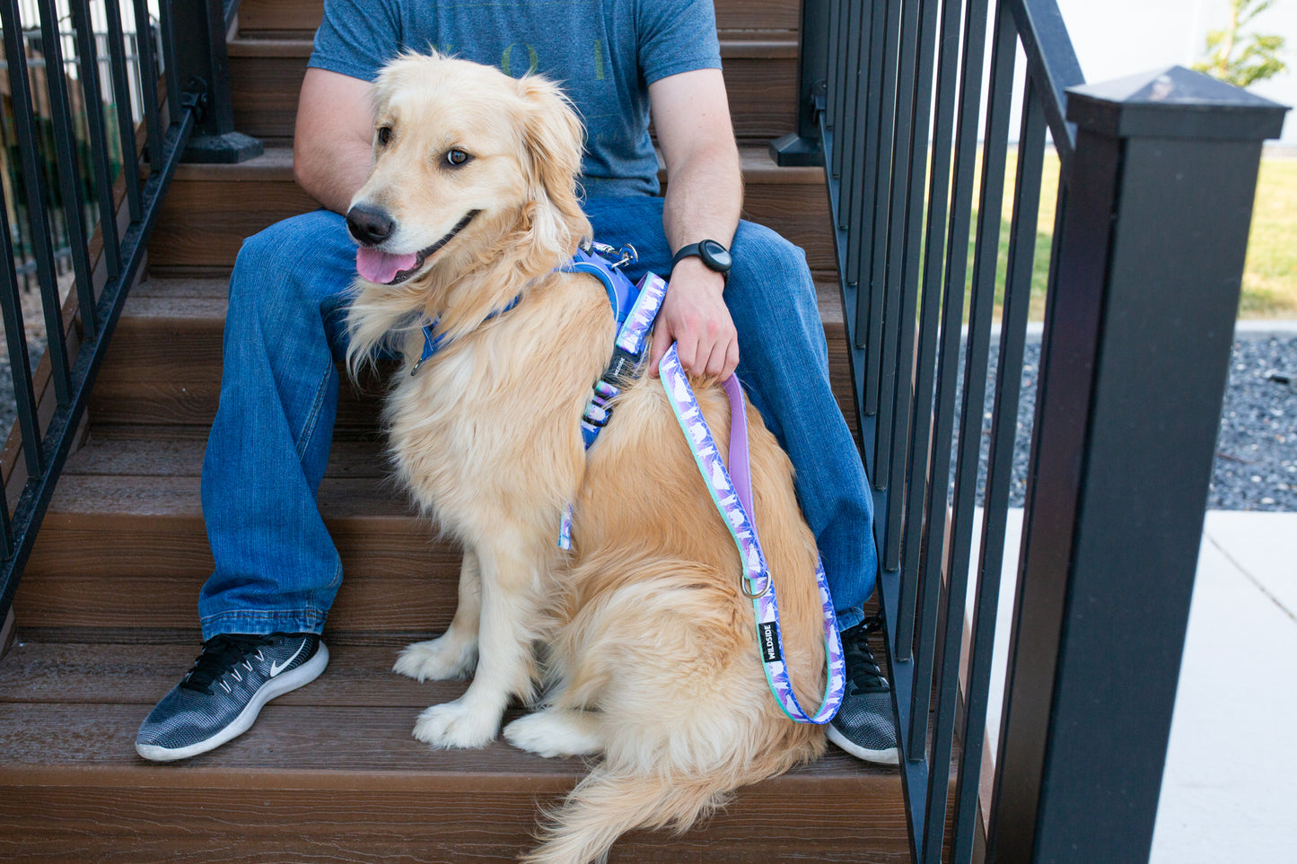 Dog Harness Collar & Leash Set – Aurora Polar Bear