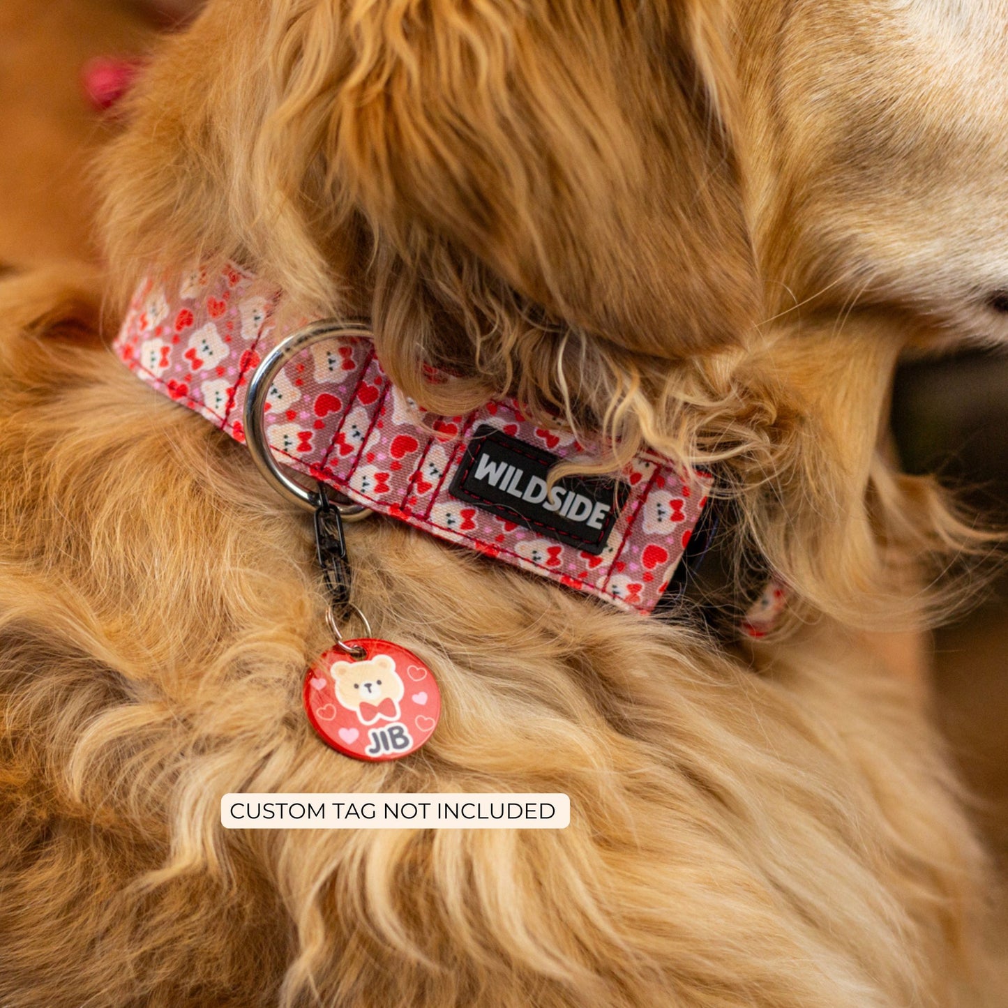 strong dog collar for big dog, golden retriever in collar, collar and tag combo