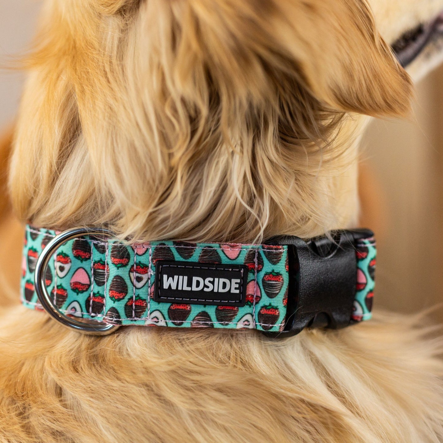 Chocolate Dipped Strawberries Durable Dog Collar
