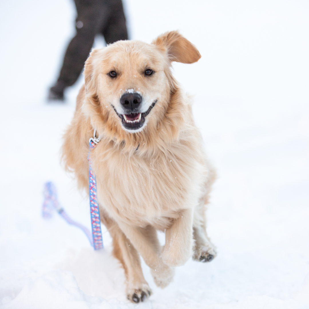 Cutesy Snowman Leash
