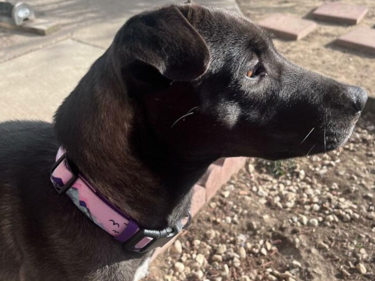 Image Title Customer review: Golden retriever lab mix in dog harness with handle. Large dog in girl harness with handle.