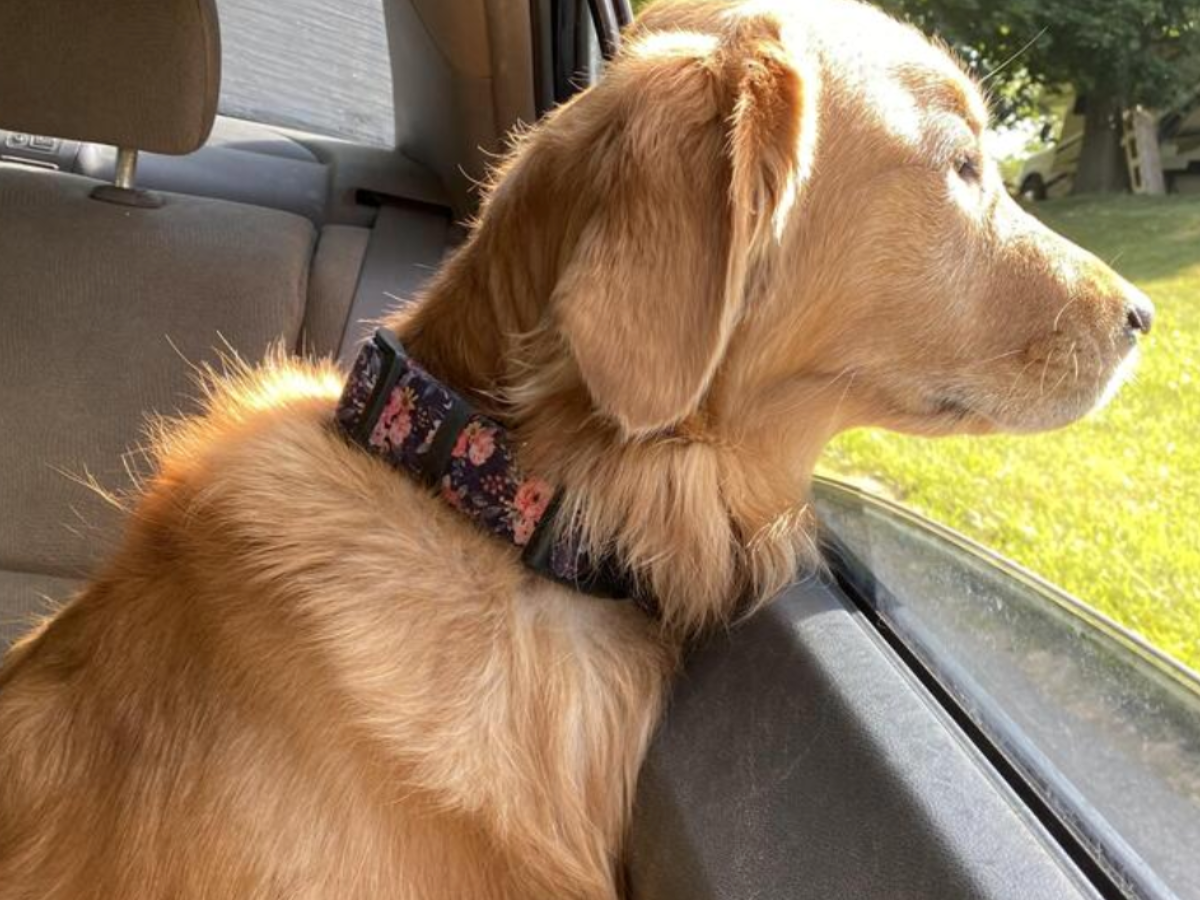 Image Title customer review: reactive corgi dog in rainbow dog harness with handle. Corgi in car in dog harness.