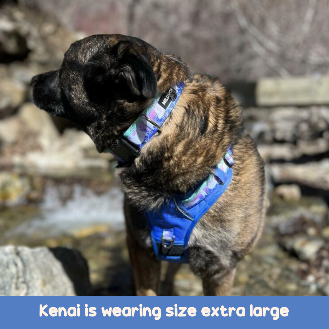 polar bear dog collar, xl dog collar, wide dog collar, dog collar for puppy dog collar light clip dog collar harness and leash set dog collar unique dog collar for rottweiler