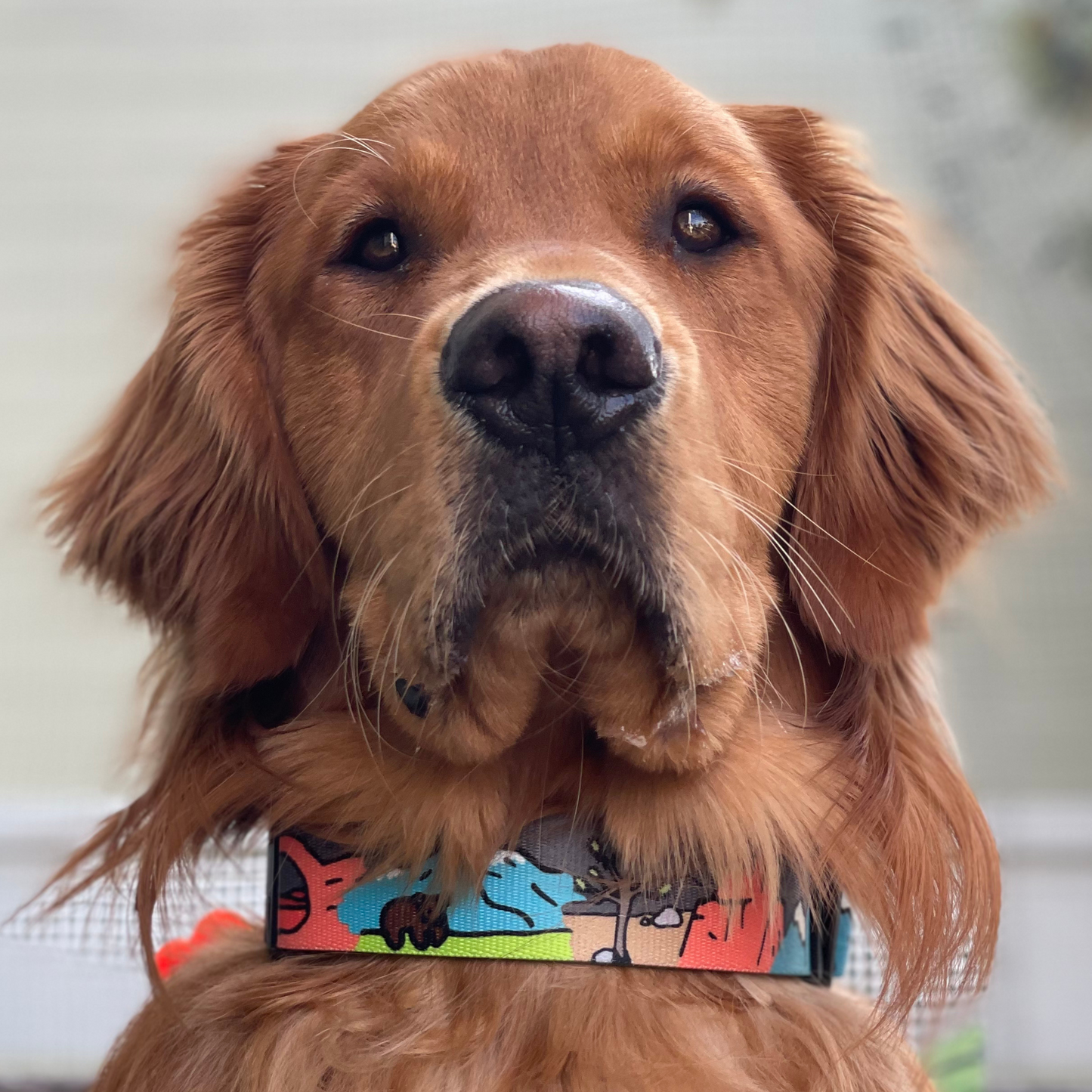 National Bark Dog Collar