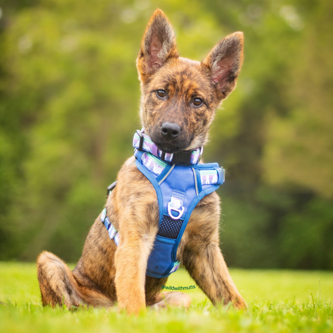 Aurora Polar Bear Click N' Go Dog Harness With Handle