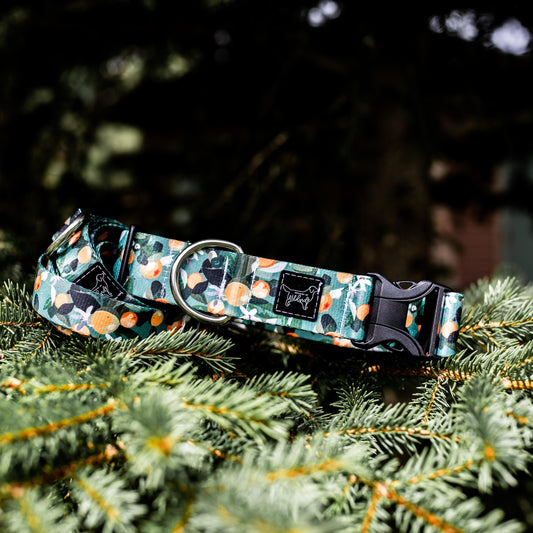 Citrus Floral Rust Proof Dog Collar