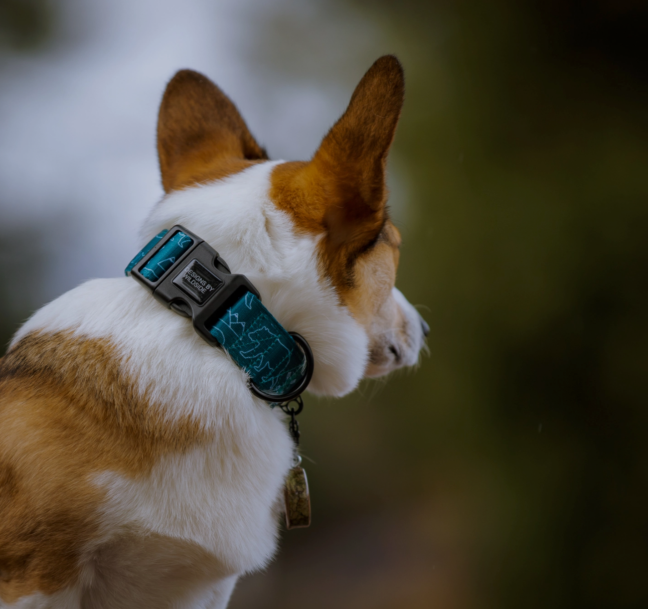 Summit Collar - Designs By Wildside