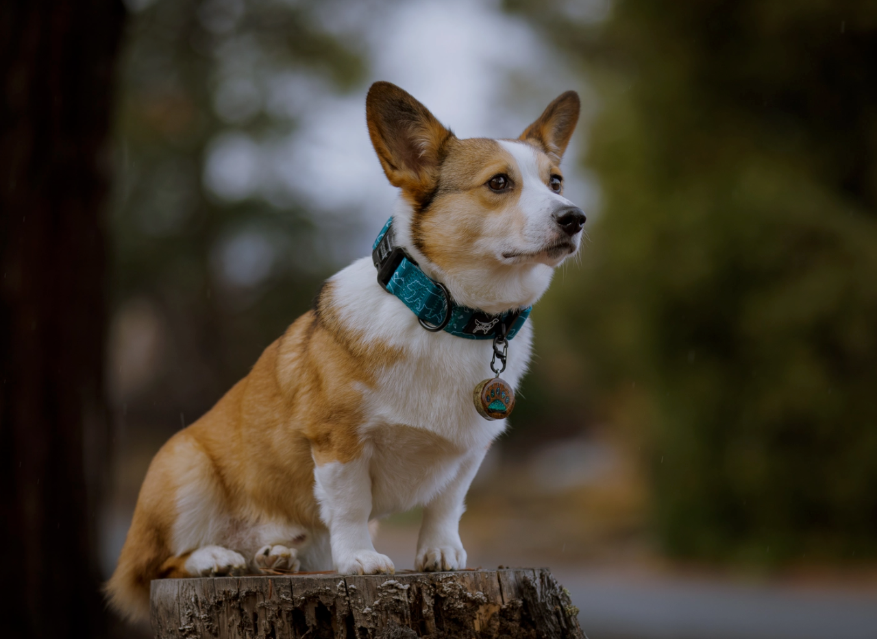 Summit Collar - Designs By Wildside