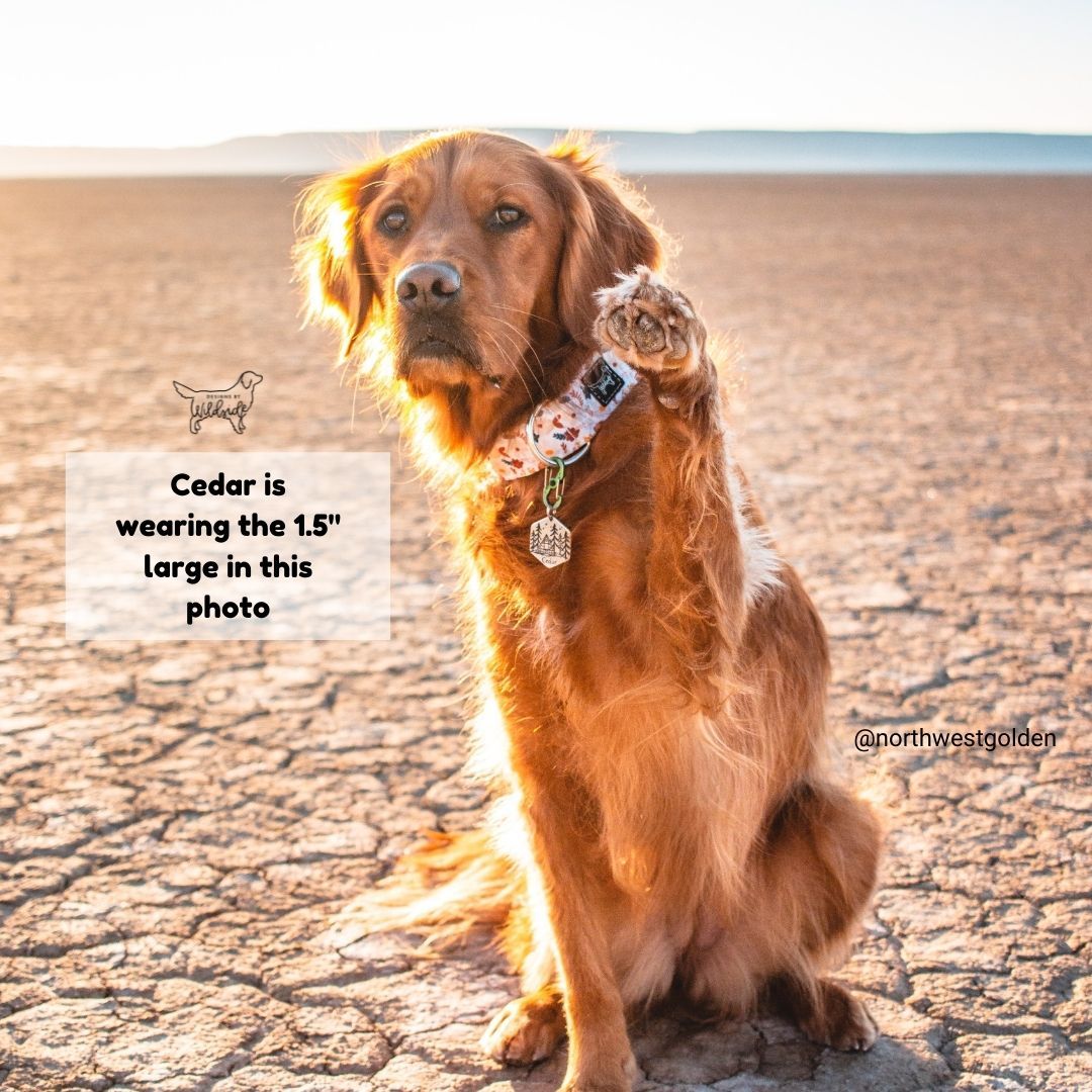 Branch Manager - Eco Canvas Collar ( Only 1 left!)