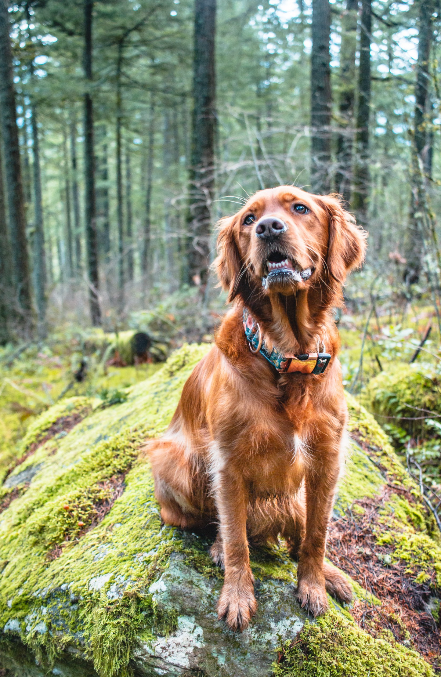 Navy Mini Rosa Eco-Canvas Collar | Only 1 Left!
