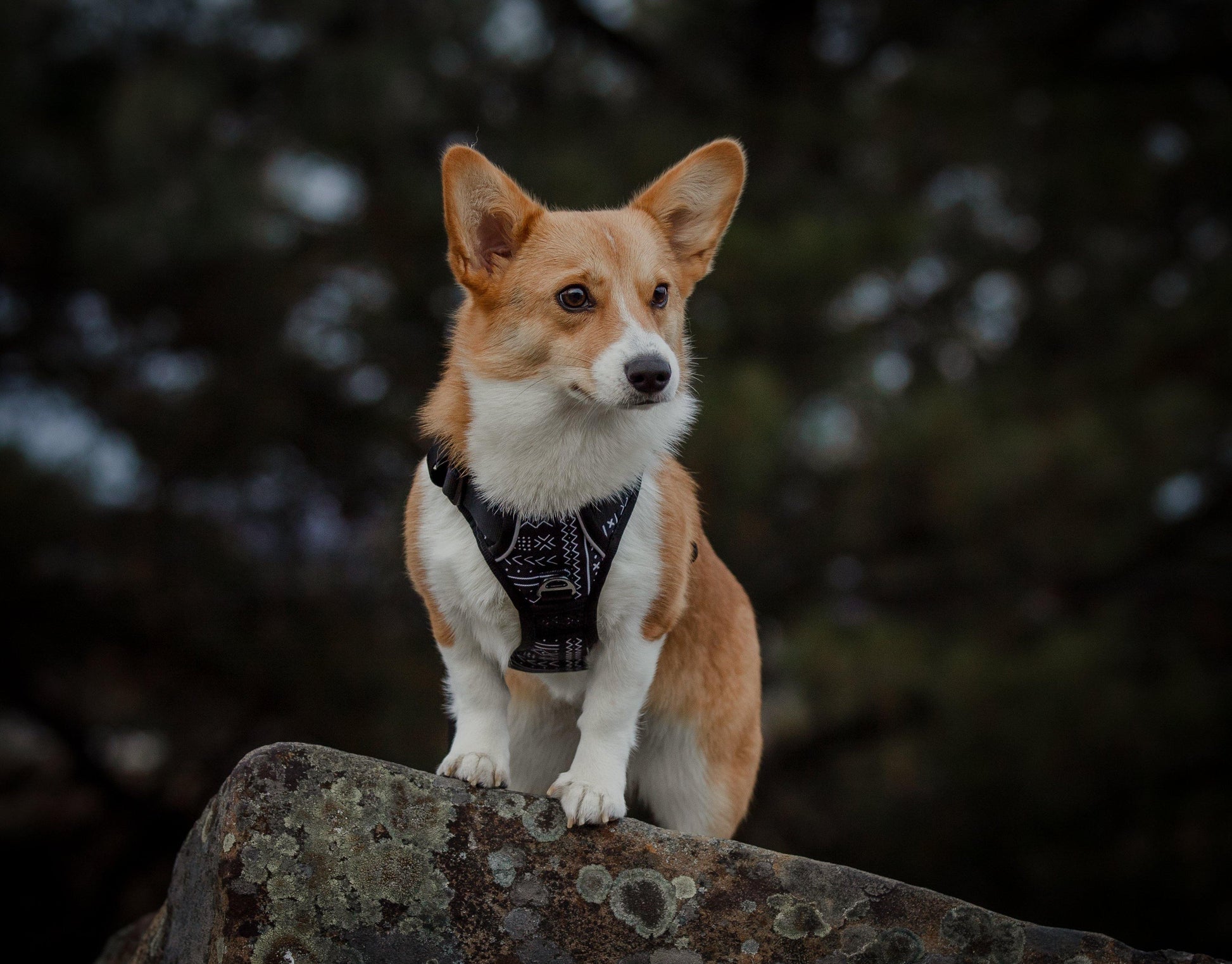 cute dog harness, medium dog harness, dog harness by weight, corgi in dog harness, dog harness for corgi, boho black dog harness, black dog harness, cook dog harness, hiking dog harness, walking dog harness, 3 strap dog harenss
