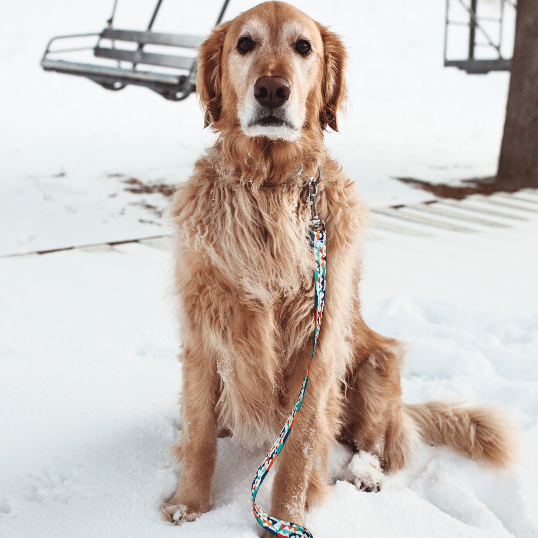 Yeti in the Alps (Blue Version) Rust Proof Dog Collar