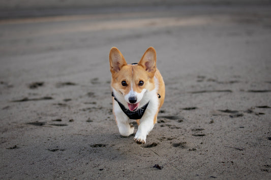 harness for corgi, corgi dog running on california beach, dogs on beach, dog harness for medium dogs