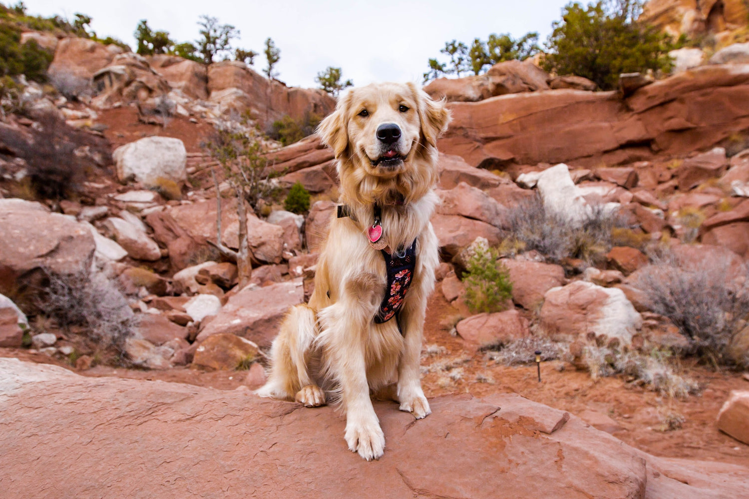 Dog Harness Sizing Guide Measure for a Perfect Fit Wildside Dog Gear