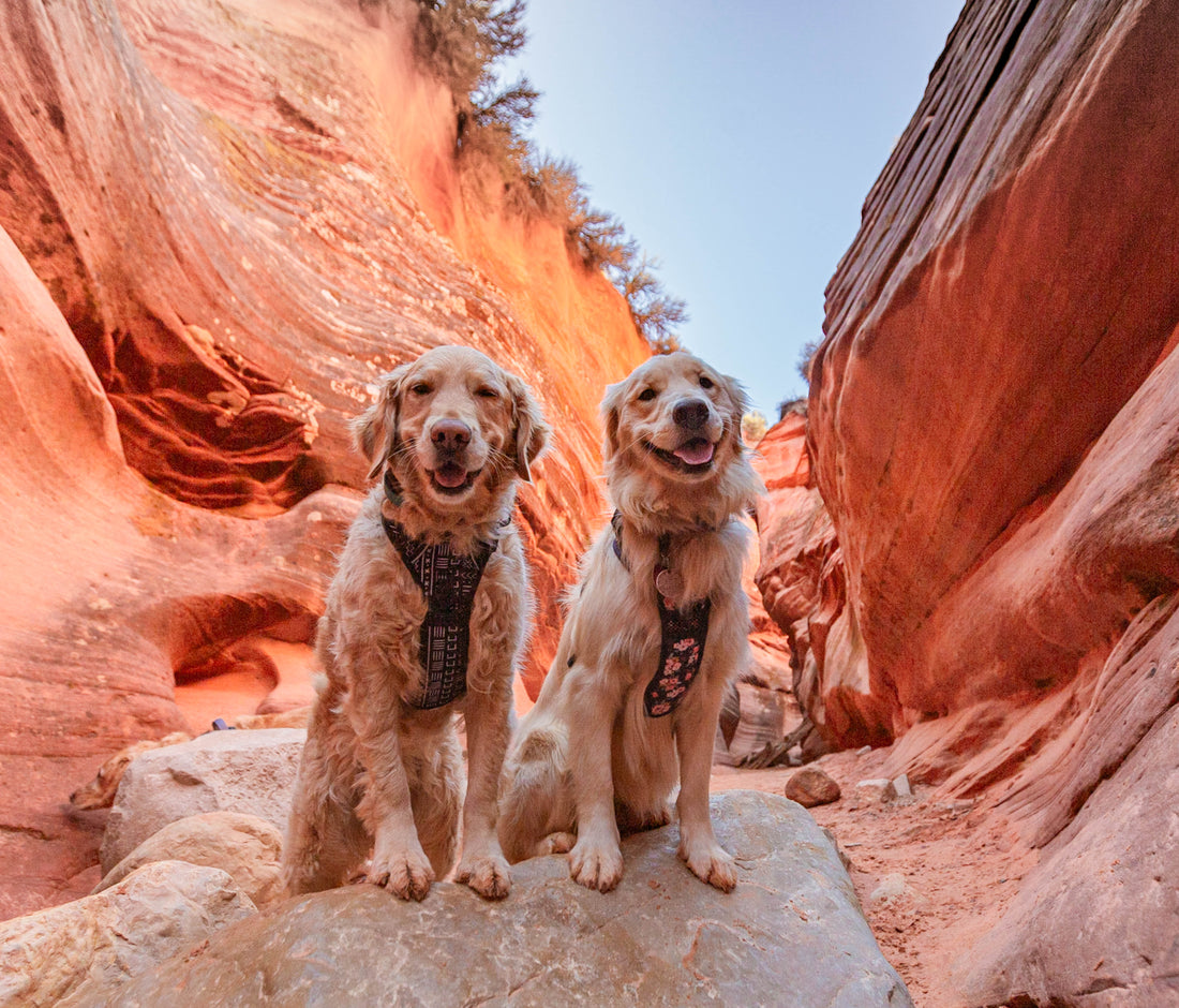 dogs at utah national parks golden retrievers dogs in harness