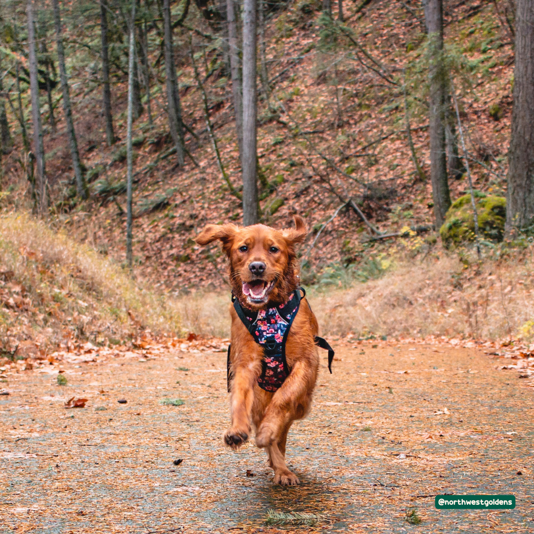 Golden Retriever running joyfully through the lush Pacific Northwest forest