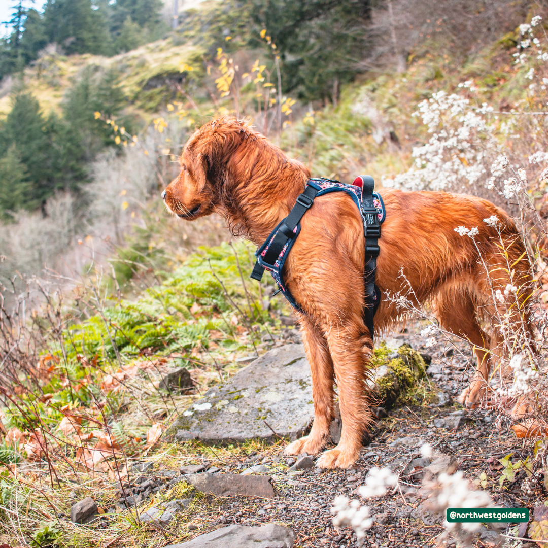 Golden retriever wearing a navy dog harness, happily hiking and getting wet in a shallow stream surrounded by trees and greenery