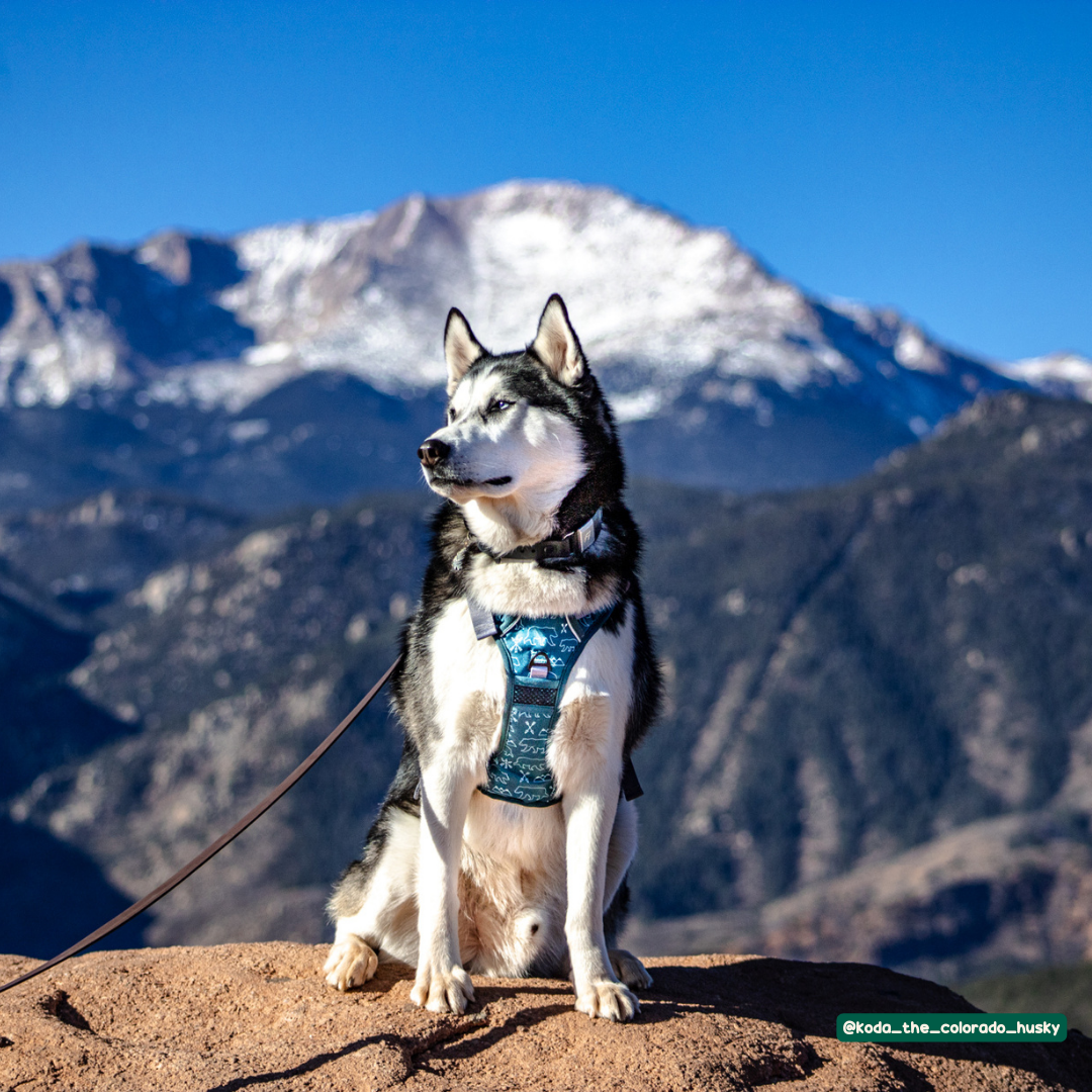 Husky dog in a harness, enjoying the beautiful Colorado mountains