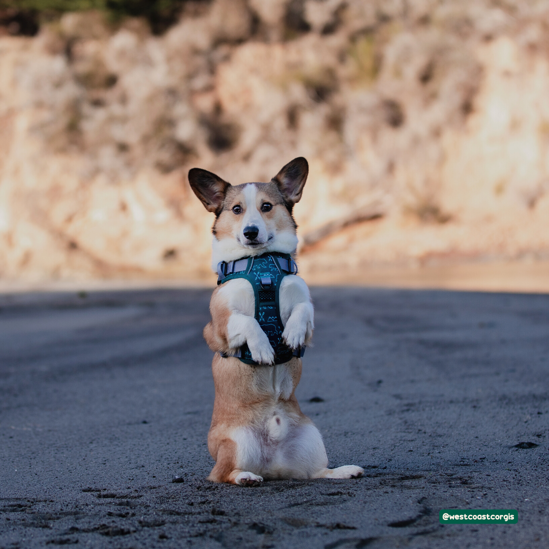 A happy corgi dog wearing a harness running on a sunny California beach