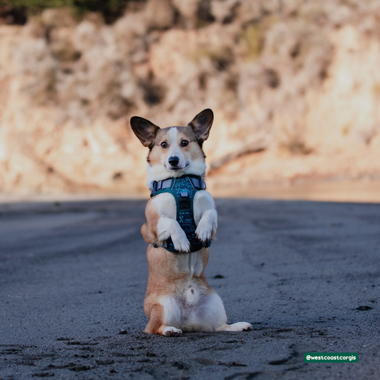A happy corgi dog wearing a harness running on a sunny California beach