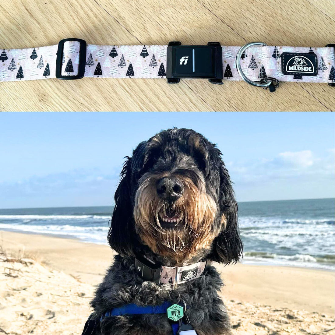 The Freedom of Choice: Choosing Your Dog's Collar While Using Fi Series 3 Adapters for GPS Tracking