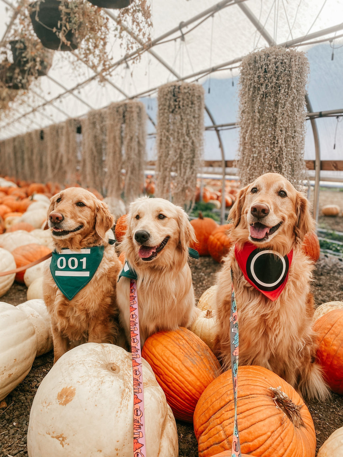 dog friendly pumpkin patches in utah, pumping patch near me utah, golden retriever in bandana, squid game dog bandana