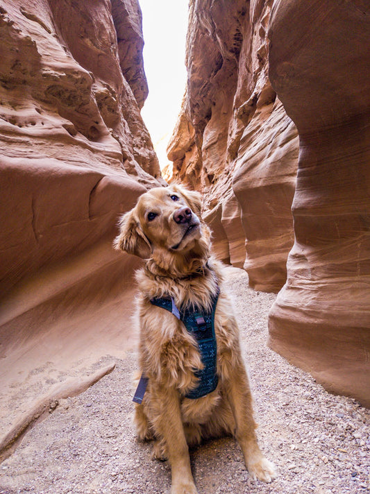 slot canyon tan dog in harness with utah hiking trails iin the background