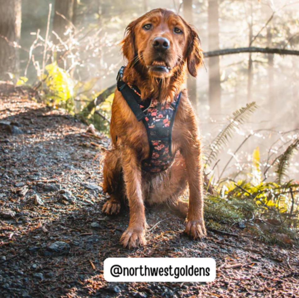 5 Reasons Why Every Dog Parent Needs an Easy Click N Go Dog Harness