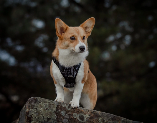 Why Our Dog Harness is the Top Choice for Pet Owners: Unbeatable Features and Benefits