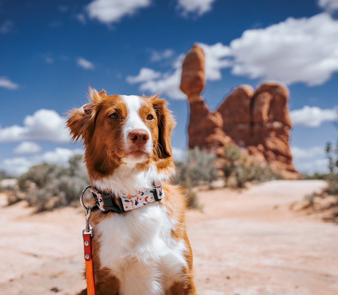 duck toller dog in dog collar with Utah national park in the background for dog friend national parks 