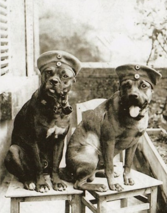 8 American history dog's you didn't know about until now