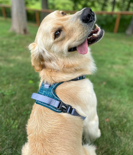 A golden retriever is sitting in the grass wearing a harness.