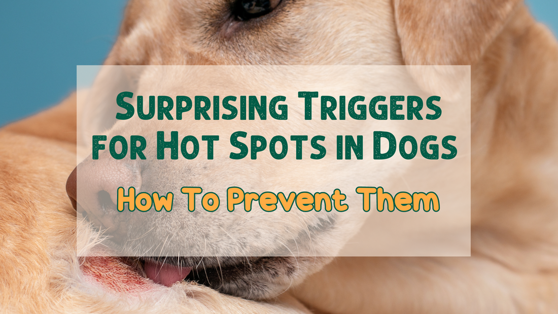 Surprising Triggers for Hot Spots in Dogs and How To Prevent Them