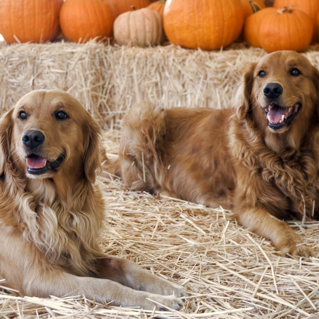dog friendly pumpkin patch, golden retriever at farm, dog at pumpkin patch, dog friendly pumpkin patch in SLC