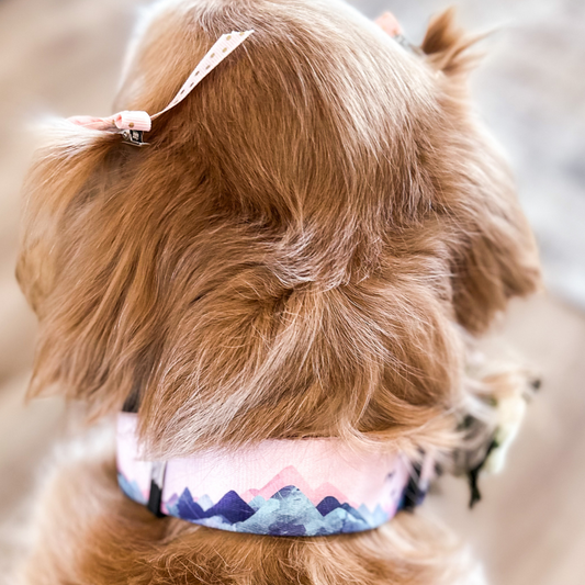 Are Your Dog Collars Chew Proof?