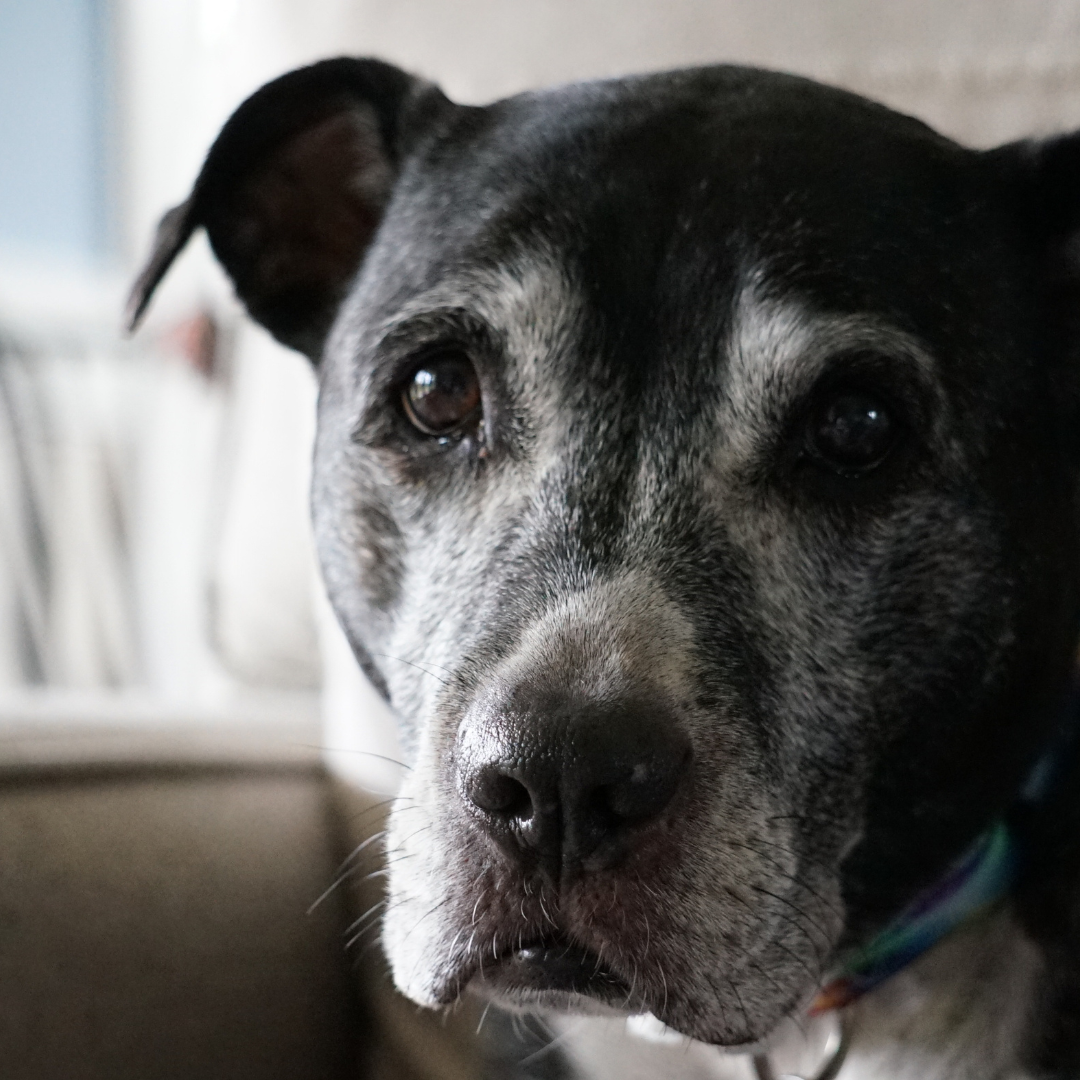 5 Reasons Why Senior Dogs Benefit from Harnesses with Handles