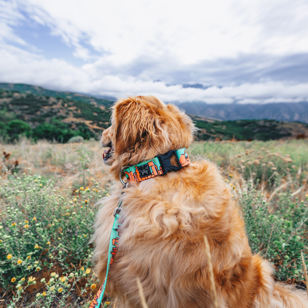 Golden Retriever wearing a durable dog collar and leash, standing in the mountains of Utah's national parks.