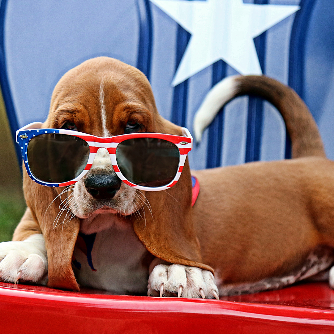 8 Essential Tip to keep your dog safe during July 4th celebrations